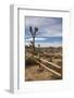 Joshua Tree National Park-Richard T. Nowitz-Framed Photographic Print