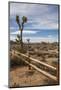 Joshua Tree National Park-Richard T. Nowitz-Mounted Photographic Print