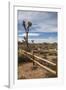 Joshua Tree National Park-Richard T. Nowitz-Framed Photographic Print