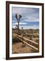 Joshua Tree National Park-Richard T. Nowitz-Framed Photographic Print