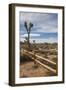 Joshua Tree National Park-Richard T. Nowitz-Framed Photographic Print