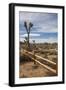 Joshua Tree National Park-Richard T. Nowitz-Framed Photographic Print