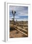 Joshua Tree National Park-Richard T. Nowitz-Framed Photographic Print