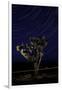 Joshua Tree Night Lights, Death Valley-Steve Gadomski-Framed Photographic Print