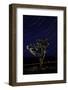 Joshua Tree Night Lights, Death Valley-Steve Gadomski-Framed Photographic Print