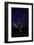 Joshua Tree Night Lights, Death Valley-Steve Gadomski-Framed Photographic Print