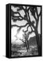 Joshua Tree No. 6-Murray Bolesta-Framed Stretched Canvas