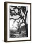 Joshua Tree No. 6-Murray Bolesta-Framed Photographic Print