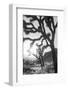Joshua Tree No. 6-Murray Bolesta-Framed Photographic Print