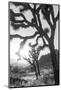 Joshua Tree No. 6-Murray Bolesta-Mounted Photographic Print