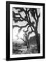 Joshua Tree No. 6-Murray Bolesta-Framed Photographic Print