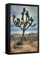 Joshua Tree Scene-Vincent James-Framed Stretched Canvas