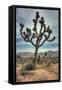 Joshua Tree Scene-Vincent James-Framed Stretched Canvas