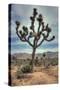 Joshua Tree Scene-Vincent James-Stretched Canvas