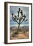 Joshua Tree Scene-Vincent James-Framed Photographic Print