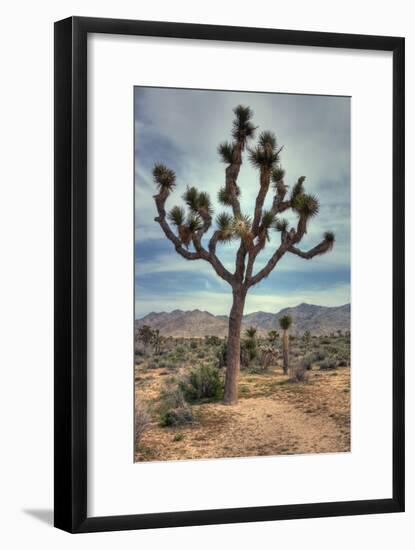 Joshua Tree Scene-Vincent James-Framed Photographic Print