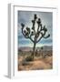 Joshua Tree Scene-Vincent James-Framed Photographic Print