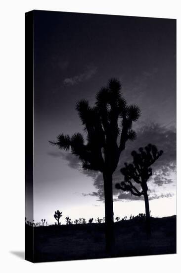 Joshua Tree Silhouettes BW-Steve Gadomski-Stretched Canvas