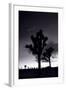 Joshua Tree Silhouettes BW-Steve Gadomski-Framed Photographic Print