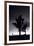 Joshua Tree Silhouettes BW-Steve Gadomski-Framed Photographic Print