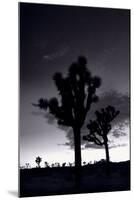 Joshua Tree Silhouettes BW-Steve Gadomski-Mounted Photographic Print