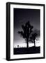 Joshua Tree Silhouettes BW-Steve Gadomski-Framed Premium Photographic Print