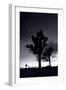 Joshua Tree Silhouettes BW-Steve Gadomski-Framed Premium Photographic Print