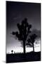 Joshua Tree Silhouettes BW-Steve Gadomski-Mounted Premium Photographic Print