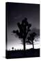 Joshua Tree Silhouettes BW-Steve Gadomski-Stretched Canvas