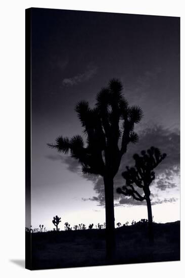 Joshua Tree Silhouettes BW-Steve Gadomski-Stretched Canvas