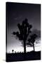 Joshua Tree Silhouettes BW-Steve Gadomski-Stretched Canvas