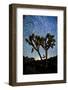 Joshua Tree Star Trails, 2017-null-Framed Photographic Print