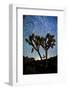 Joshua Tree Star Trails, 2017-null-Framed Photographic Print