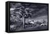 Joshua Tree Sunrise BW-Steve Gadomski-Framed Stretched Canvas