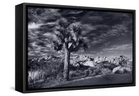 Joshua Tree Sunrise BW-Steve Gadomski-Framed Stretched Canvas