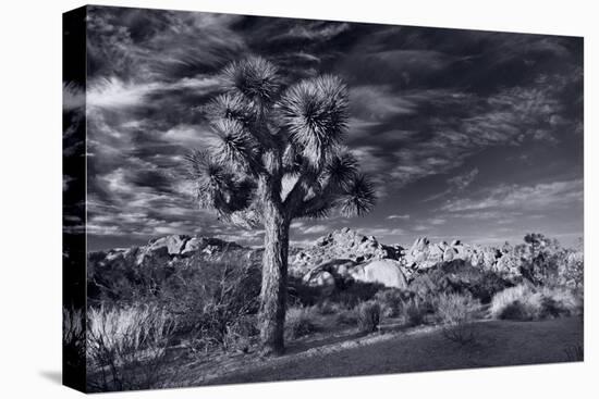 Joshua Tree Sunrise BW-Steve Gadomski-Stretched Canvas