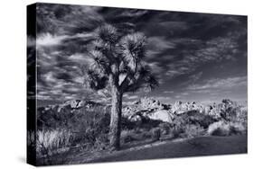 Joshua Tree Sunrise BW-Steve Gadomski-Stretched Canvas