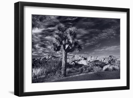 Joshua Tree Sunrise BW-Steve Gadomski-Framed Photographic Print