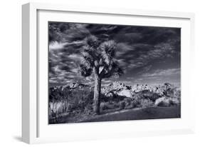 Joshua Tree Sunrise BW-Steve Gadomski-Framed Photographic Print