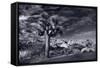 Joshua Tree Sunrise BW-Steve Gadomski-Framed Stretched Canvas