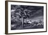 Joshua Tree Sunrise BW-Steve Gadomski-Framed Photographic Print