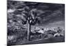 Joshua Tree Sunrise BW-Steve Gadomski-Mounted Photographic Print