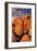 Joshua Tree Sunset I-Donald Paulson-Framed Giclee Print