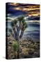 Joshua Tree Sunset-Janice Sullivan-Stretched Canvas