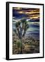 Joshua Tree Sunset-Janice Sullivan-Framed Giclee Print