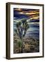 Joshua Tree Sunset-Janice Sullivan-Framed Giclee Print