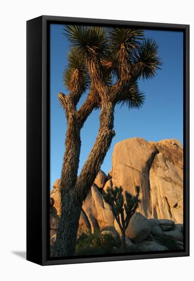 Joshua Tree Vertical-Robert Goldwitz-Framed Stretched Canvas