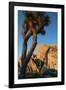 Joshua Tree Vertical-Robert Goldwitz-Framed Photographic Print