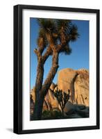 Joshua Tree Vertical-Robert Goldwitz-Framed Photographic Print