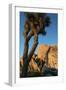 Joshua Tree Vertical-Robert Goldwitz-Framed Photographic Print